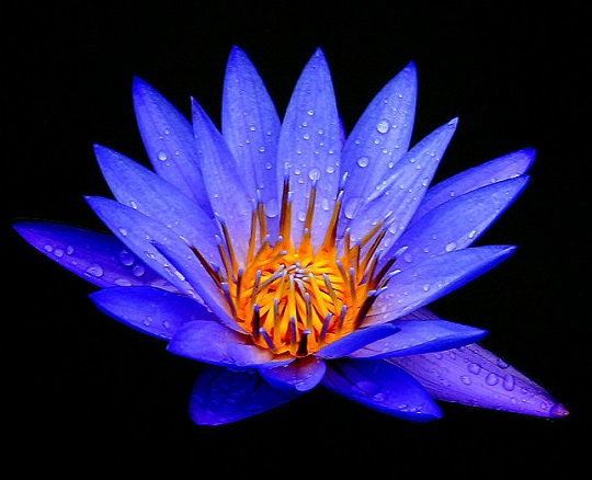 modrý lotos